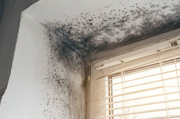 Affordable Commercial Mold Remediation solutions in Guston, KY